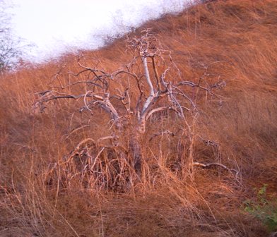 Old Dead Tree